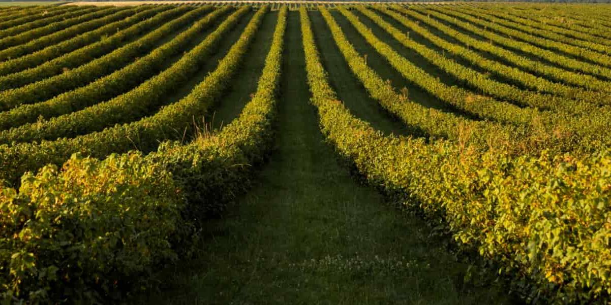 La inversión que realiza Pascual en productos de proximidad, por otra parte, se ha convertido en un modo para reducir la huella de carbono de la empresa.