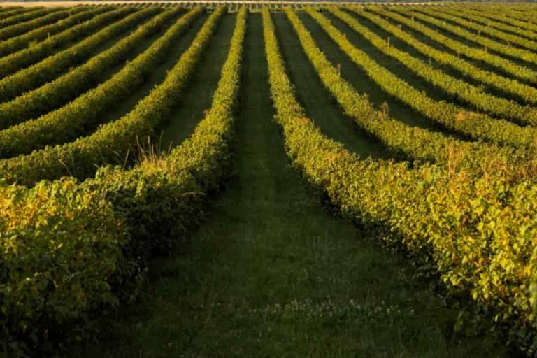 pascual La inversión que realiza Pascual en productos de proximidad, por otra parte, se ha convertido en un modo para reducir la huella de carbono de la empresa.