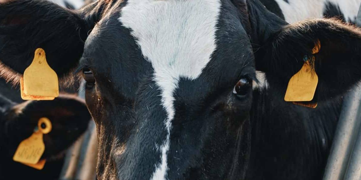 celta El sindicato ha puesto el foco en otras compañías que, a diferencia de Leche Río y Celta, no han mostrado signos de cambiar su intención.