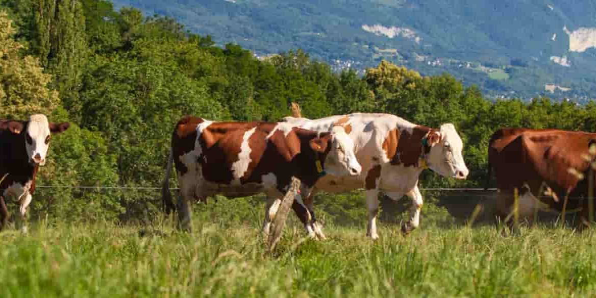 pascual Para garantizar que el pacto entre Iberdrola y Pascual se cumple por ambas partes, las reducciones se revisarán y certificarán a través de entidades acreditadas.