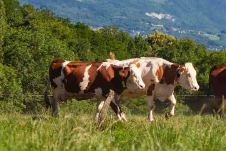Para garantizar que el pacto entre Iberdrola y Pascual se cumple por ambas partes, las reducciones se revisarán y certificarán a través de entidades acreditadas.