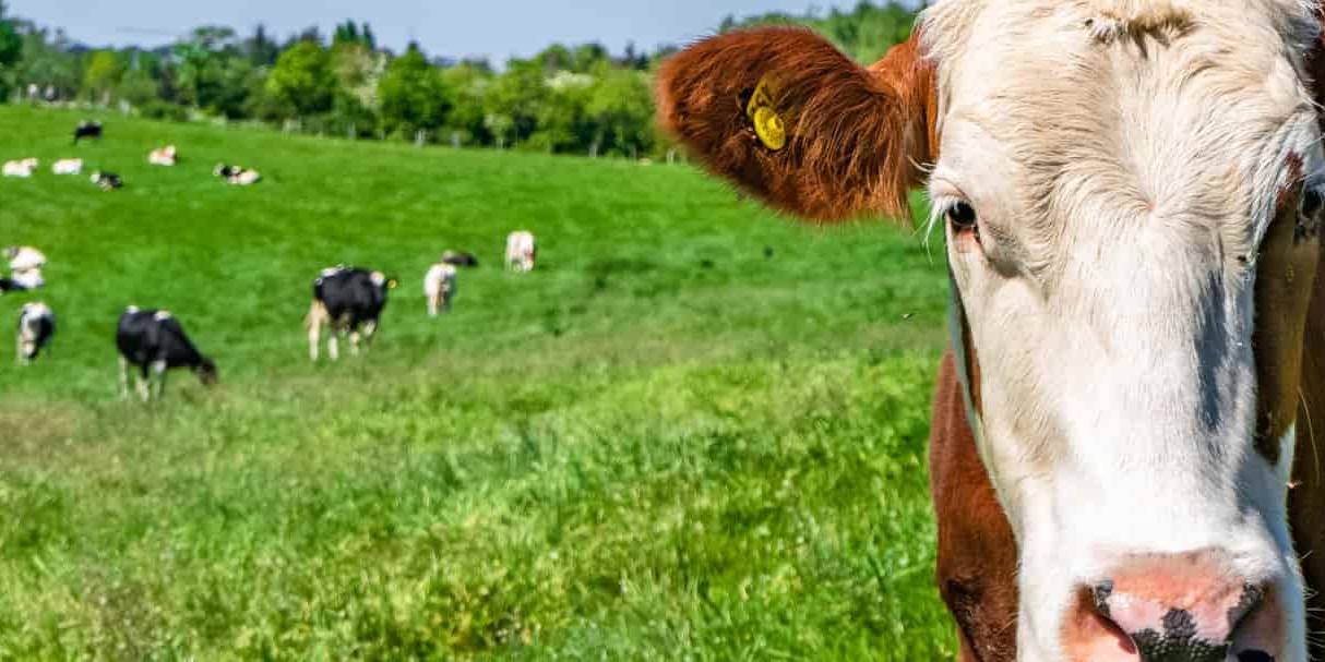 La principal diferencia entre los lácteos orgánicos y los convencionales radica en los métodos de producción.