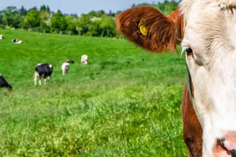 La principal diferencia entre los lácteos orgánicos y los convencionales radica en los métodos de producción.