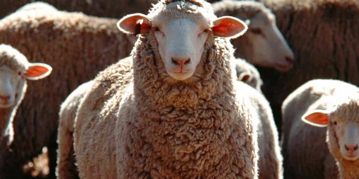 España es tradicionalmente uno de los líderes europeos en producción de leche de oveja y cabra.