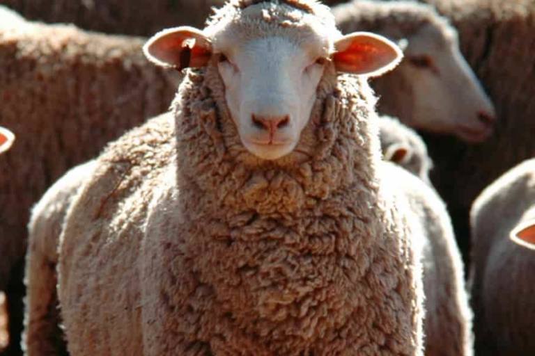 España es tradicionalmente uno de los líderes europeos en producción de leche de oveja y cabra.