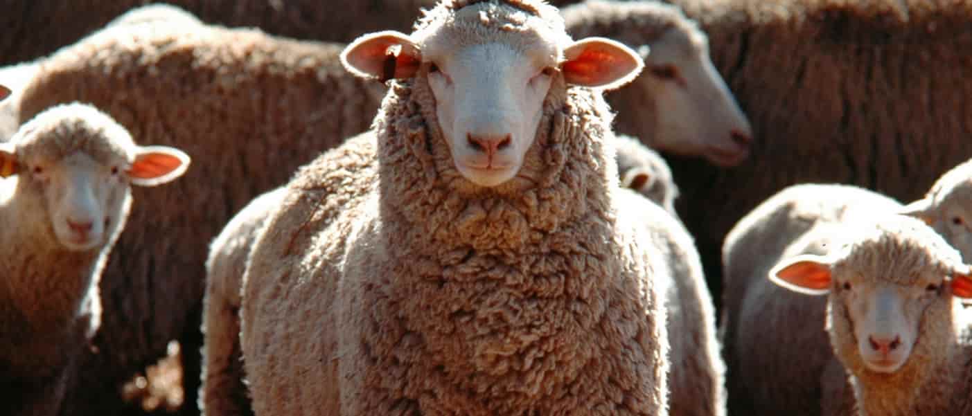 España es tradicionalmente uno de los líderes europeos en producción de leche de oveja y cabra.