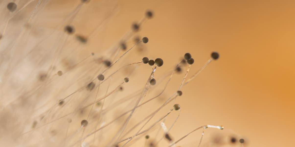 alternativas vegetales al yogur Estas alternativas vegetales al yogur se elaboran con proteína fúngica Fy, desarrollada en una investigación en conjunto con la NASA.