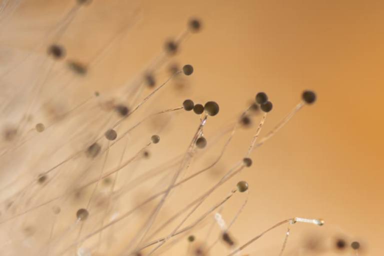 Estas alternativas vegetales al yogur se elaboran con proteína fúngica Fy, desarrollada en una investigación en conjunto con la NASA.