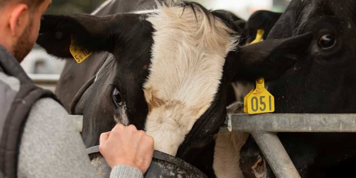 A comienzos de 2023, las empresas de fabricación de productos lácteos (entre los cuales se incluyen fabricantes de helados) suponían un total de 1.620.