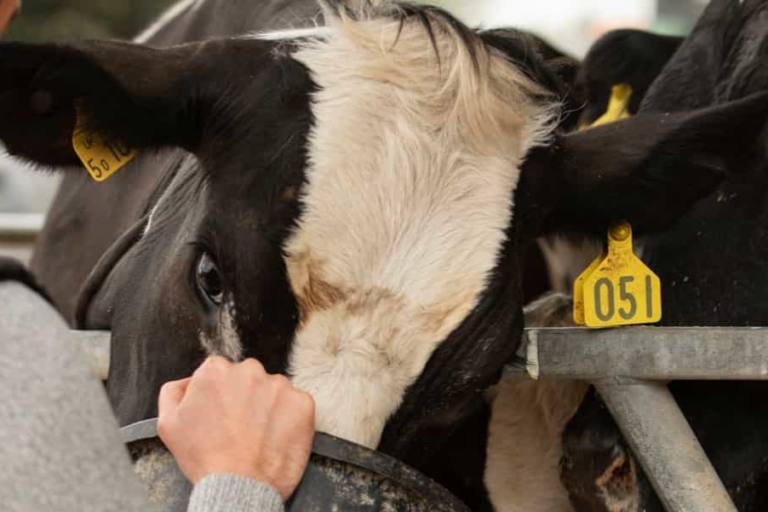 A comienzos de 2023, las empresas de fabricación de productos lácteos (entre los cuales se incluyen fabricantes de helados) suponían un total de 1.620.