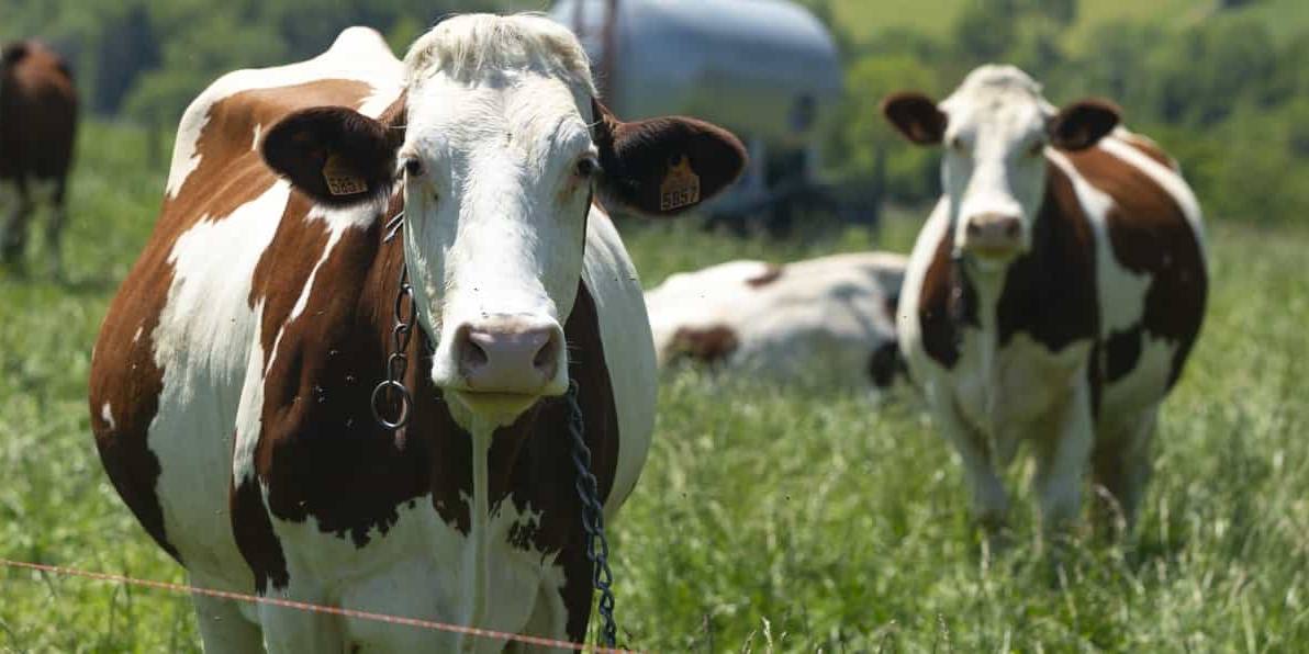 Los resultados obtenidos probaron que las ganaderías más grandes poseían un mejor Índice de Bienestar Animal que aquellas más pequeñas.