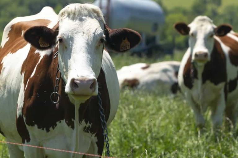 Los resultados obtenidos probaron que las ganaderías más grandes poseían un mejor Índice de Bienestar Animal que aquellas más pequeñas.