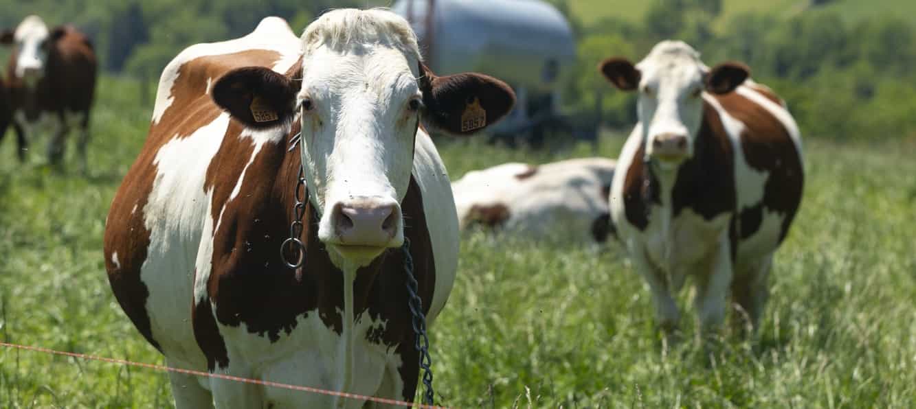 Los resultados obtenidos probaron que las ganaderías más grandes poseían un mejor Índice de Bienestar Animal que aquellas más pequeñas.