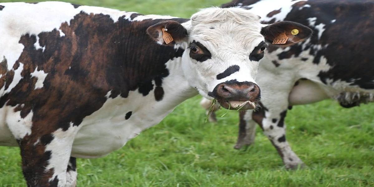 diferencia-leche-ecologica-leche normal