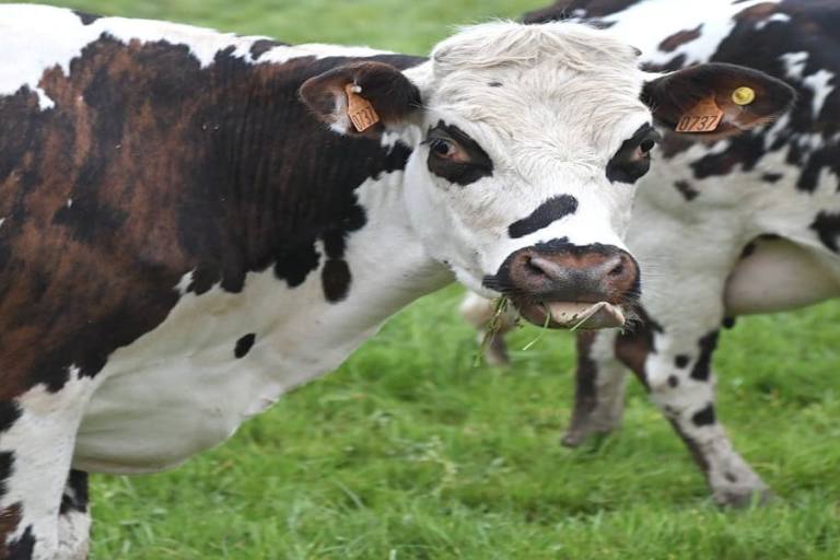 diferencia-leche-ecologica-leche normal