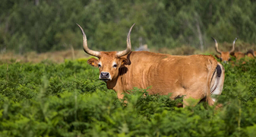 Siete razas de vacas gallegas clave en el desarrollo del sector ganadero español Siete razas de vacas gallegas clave en el desarrollo del sector ganadero español