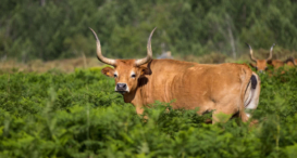 Siete razas de vacas gallegas clave en el desarrollo del sector ganadero español Siete razas de vacas gallegas clave en el desarrollo del sector ganadero español