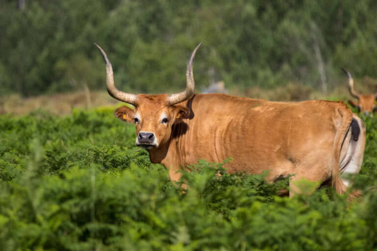 Razas de vacas gallegas