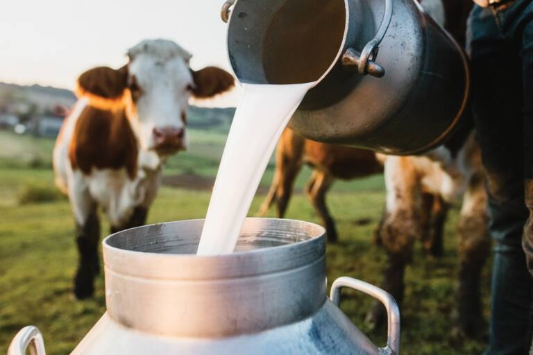 qué es la leche cruda. Ganadero vertiendo leche en una cuba