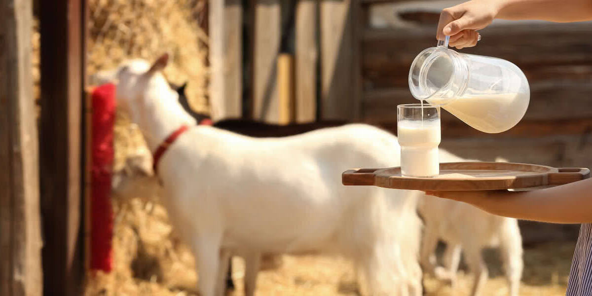 leche de cabra leche de cabra y colesterol