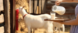 ¿La leche de cabra reduce los niveles de colesterol? ¿La leche de cabra reduce los niveles de colesterol?