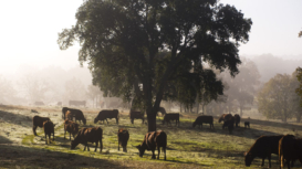 La fundación Global Nature busca integrar el pastoreo como una solución natural ante los incendios forestales La fundación Global Nature busca integrar el pastoreo como una solución natural ante los incendios forestales