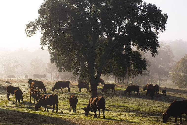 CM-ganaderia-extensiva-extremadura