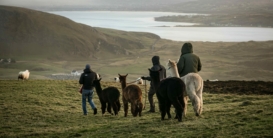 Leche de llama: qué es, qué aporta y por qué cada vez interesa más
