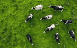 Animales que producen leche para el consumo humano: más allá de la vaca