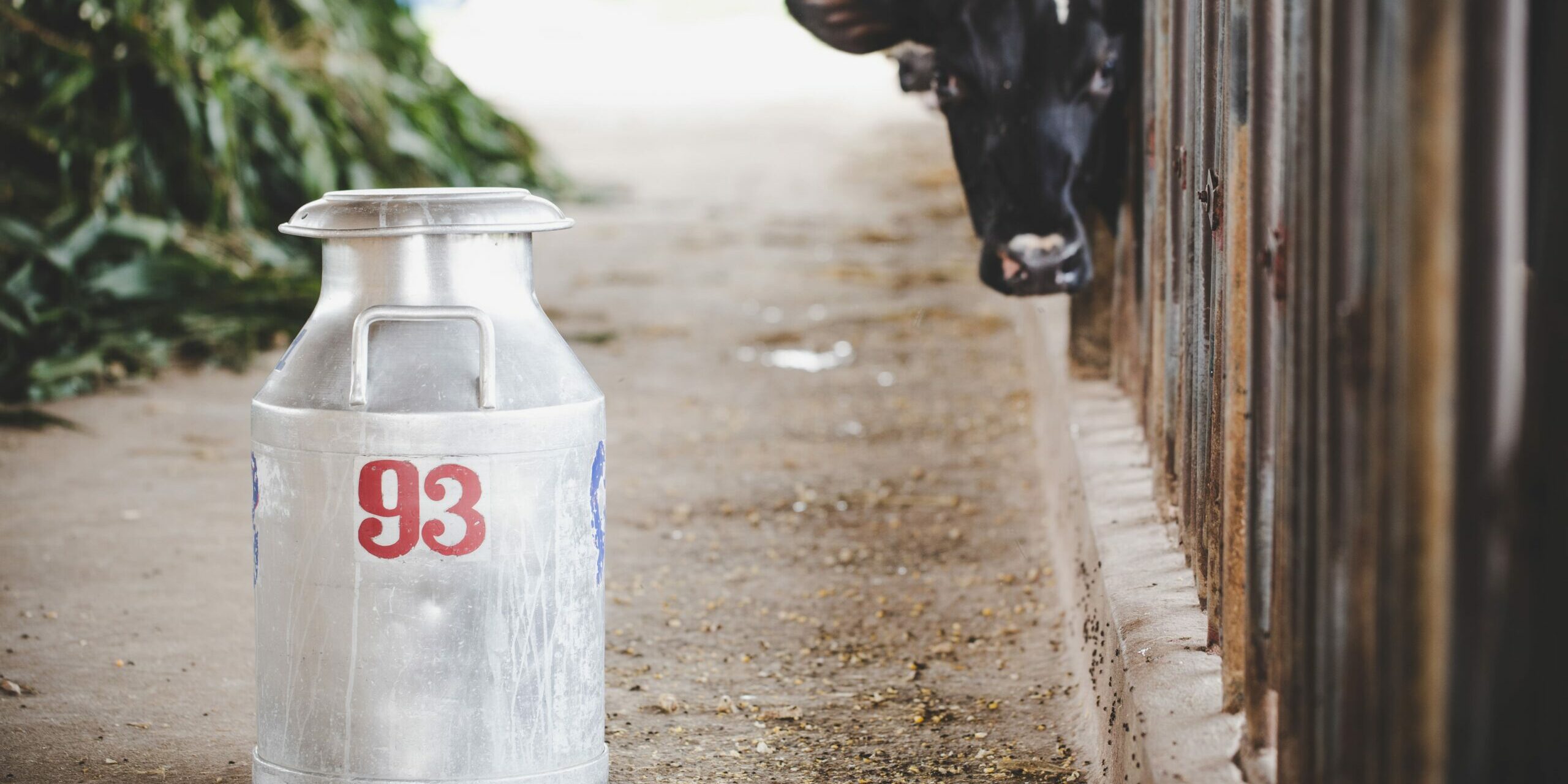 close-up-view-bucket-milking-cows-animal-barn (1)