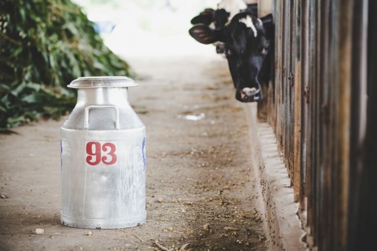 close-up-view-bucket-milking-cows-animal-barn (1)
