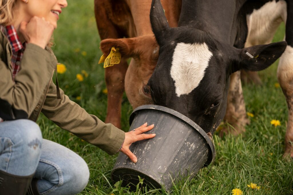 Ganadera alimentando a sus vacas