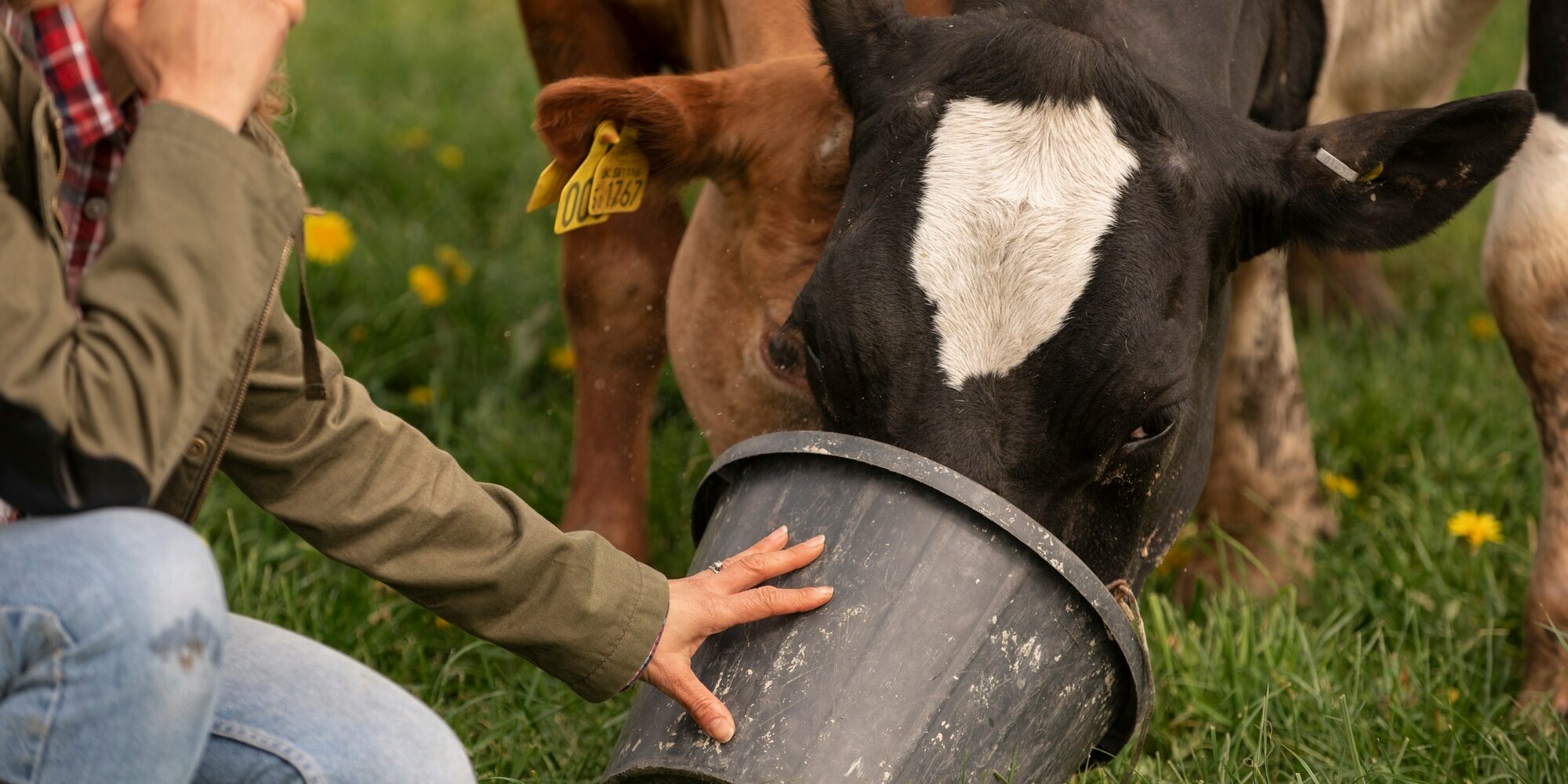 Leche ganaderos Ganadera alimentando a sus vacas