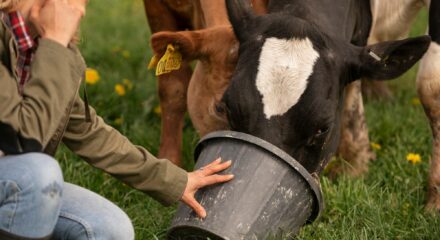 Ganadera alimentando a sus vacas