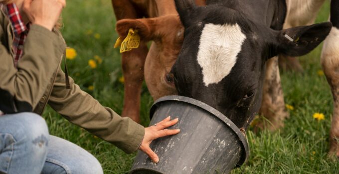 Ganadera alimentando a sus vacas
