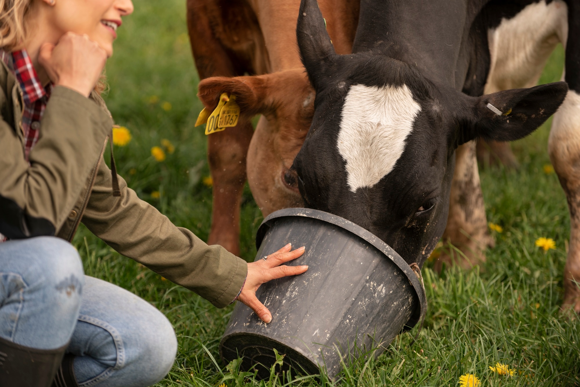 Ganadera alimentando a sus vacas