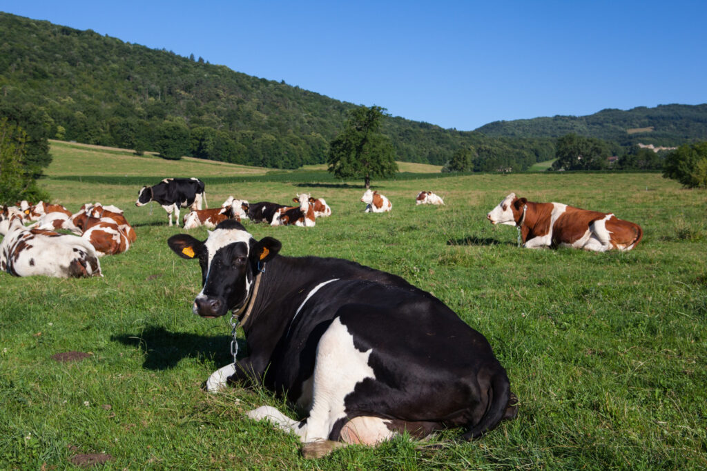 Un rebaño de vacas pastando en un prado
