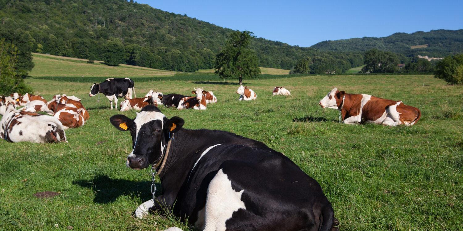Vacas virus shamonda Un rebaño de vacas pastando en un prado