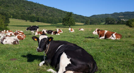 Un rebaño de vacas pastando en un prado
