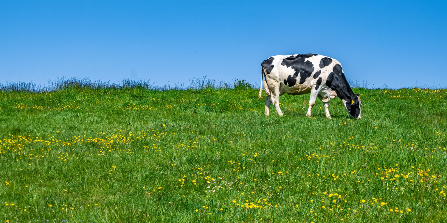 Una vaca pasta en un prado