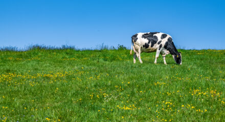 Una vaca pasta en un prado