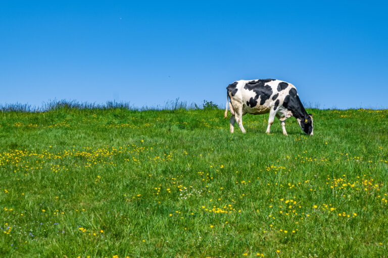 Una vaca pasta en un prado